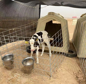 ระบบเลี้ยงลูกโคแบบใหม่ คอกแบบกลุ่มและแบบเดี่ยว บ้านพลาสติกสำหรับปศุสัตว์ อุปกรณ์ฟาร์มปศุสัตว์ สำหรับดูแลลูกโค - Product Image 6