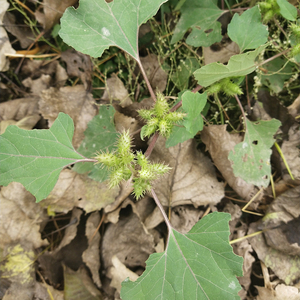 Fruit de Cang Er <span class=keywords><strong>Zi</strong></span>, plante médicinale naturelle séchée brute, courge de Sibérie commune - Product Image 4