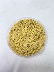 IPB 9 Garuda: Semillas de Arroz de Alto Rendimiento, Resistentes a las Enfermedades, Proveedor de Semillas Inteligentes para el Clima - Product Image 5