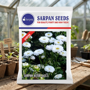SARPAN HYBRID ASTER-AST-1 เมล็ดดอกไม้ 10 กรัม สีขาว อินเดีย - Product Image 6