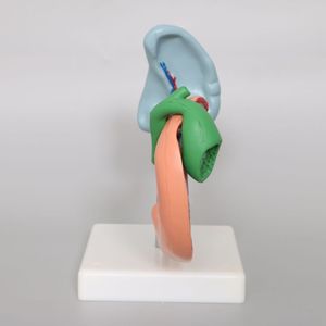 Anatomie Van Het Menselijk Lichaam Model Ziekten Van <span class=keywords><strong>Pancreas</strong></span> Milt Galblaas Anatomisch <span class=keywords><strong>Pancreas</strong></span> Model - Product Image 6