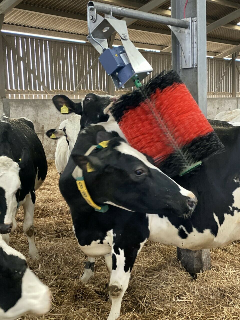 PP Cow Massage Brush For Promote Blood Circulation