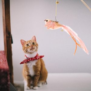 Jouet interactif pour chat avec plume naturelle, ventouse mains libres, pour jeu intérieur - Product Image 4