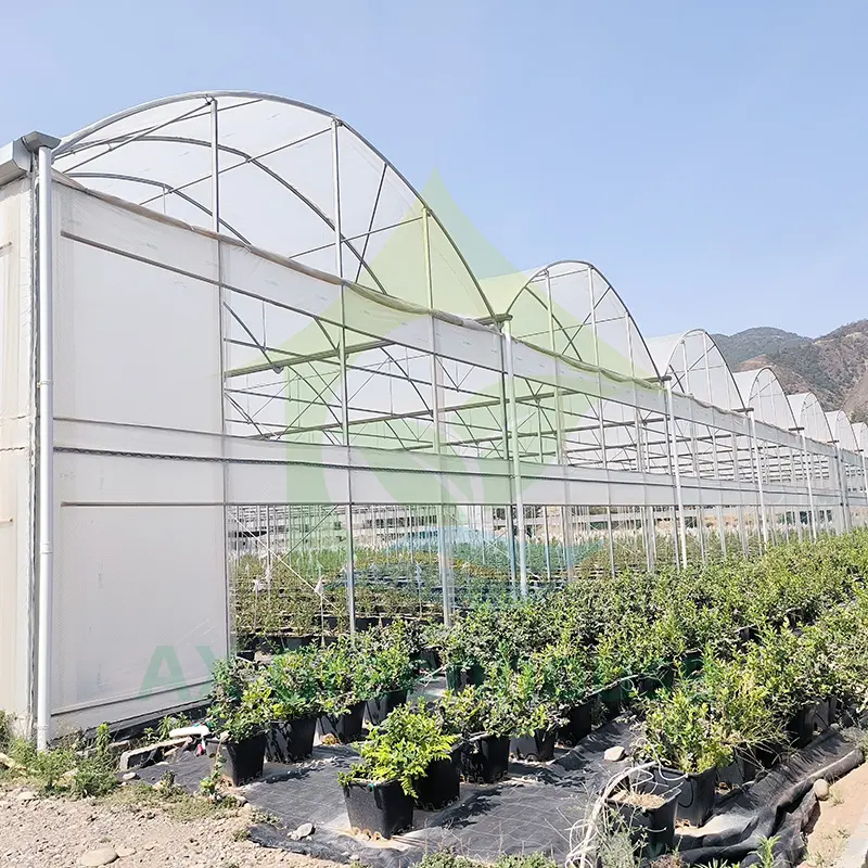 내풍 플라스틱 PE 필름 맞춤형 농업 멀티 스팬 온실 성장 토마토