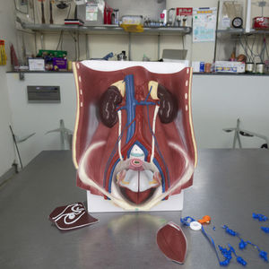 6-Part Dual <span class=keywords><strong>Sex</strong></span> PVC Sistema Urinário Anatomia Modelo Humano Modelo para a Escola Médica & Classroom Use - Product Image 6