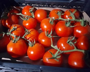 Pomodoro dolce fresco fresco pomodoro cinese nuovo raccolto - Product Image 4