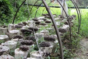 卸売価格100% 天然トルコテール粉末エキスPSP PSK 30% クレスティンエキス - Product Image 4