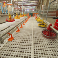 Équipement d'alimentation pour poulets de chair, système d'alimentation automatique par plateau pour élevages avicoles, fabricant direct d'usine, solution complète