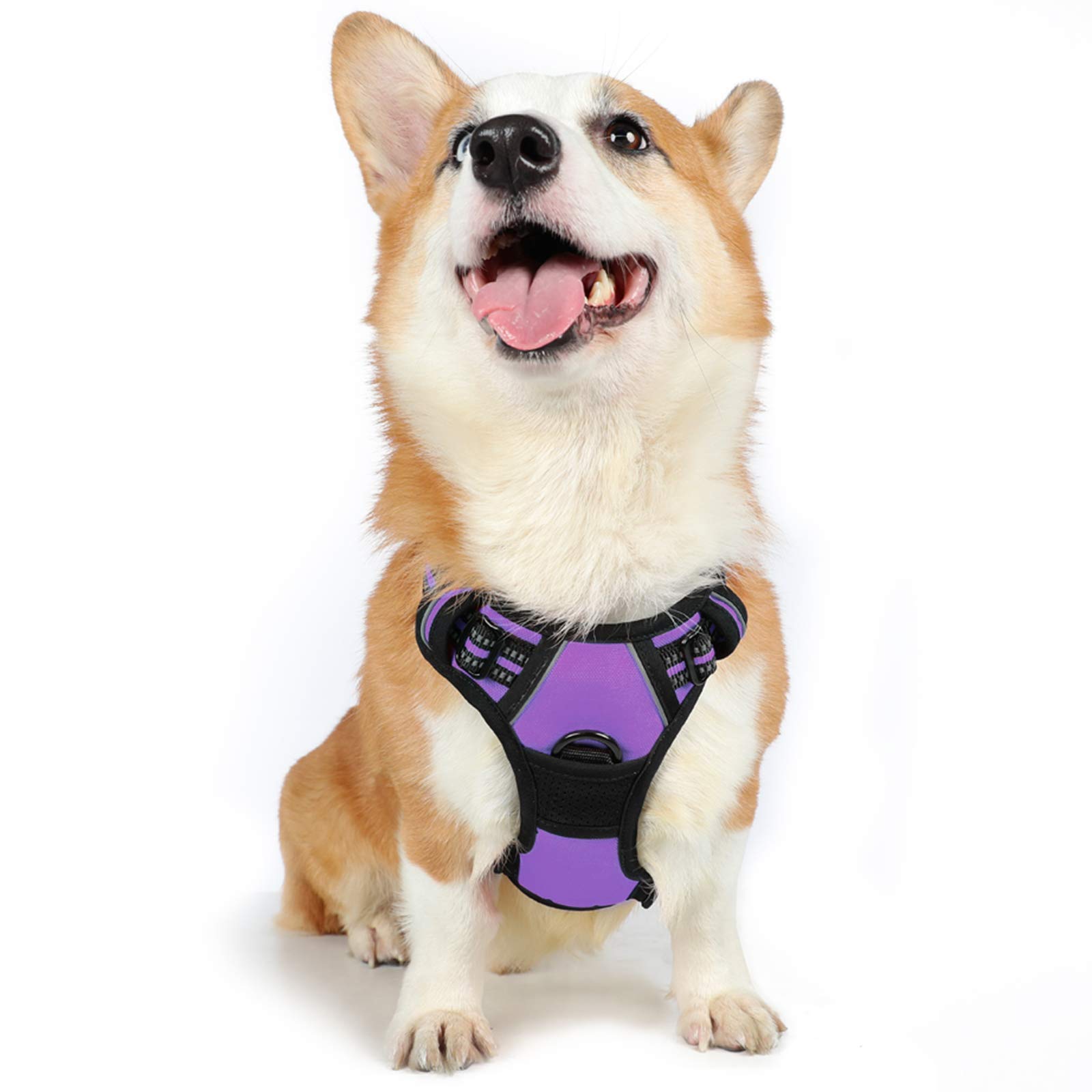 Púrpura