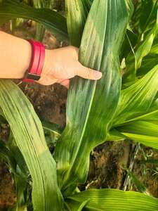 मिट्टी में सुधार के लिए प्रीमियम कार्बनिक मिश्रण एनपीपी - Product Image 4