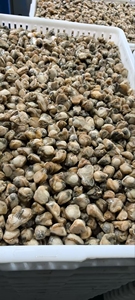 Competitivo esportatore di carne di capesante congelato e importatore di frutti di mare cozza senza guscio di molluschi prodotto - Product Image 3