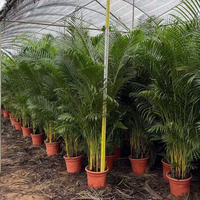 Petit palmier tropical naturel vert Dypsis Lutescens Bonsai, véritable arbre, vente en gros, plante ornementale d'intérieur