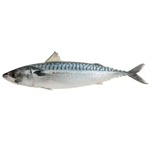 Produsen makarel Pasifik beku X222 scomber japonicus factory 200-250g pacific mackerel