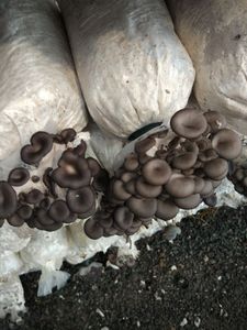 KLIFE Prix de gros <span class=keywords><strong>Champignons</strong></span> huîtres de haute qualité Extrait de <span class=keywords><strong>champignons</strong></span> huîtres 100% pur et naturel - Product Image 6