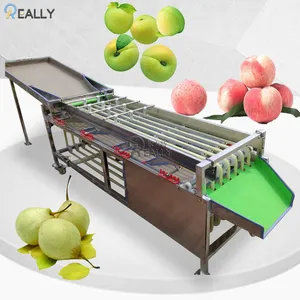 Máquina calibradora de línea de Preclasificación de frutas, clasificación de frutas
