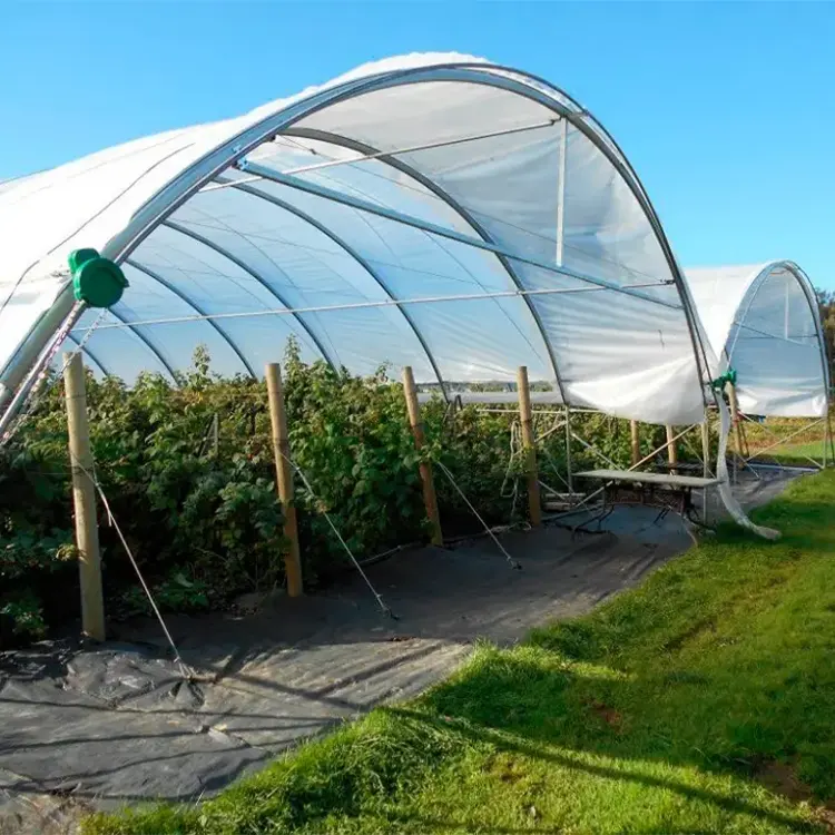 Sainpoly Rain Cover Tunnel Film Green House Supplier For Agricultural Blueberry Strawberry Farming Tunnel Greenhouse