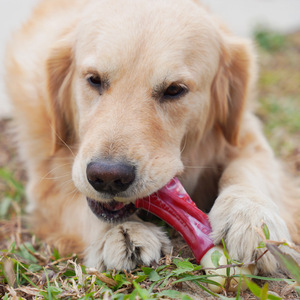 Juguete de hueso para masticar para perros Tian Zhe, 17,5*7*4 cm, para limpieza de dientes y entrenamiento - Product Image 3