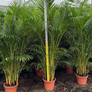 Plantes vivantes de pépinière, Palm <span class=keywords><strong>Dypsis</strong></span> Lutescens, Bonsaï, Palmier <span class=keywords><strong>Areca</strong></span> à feuilles persistantes, Vente en gros, Fournisseur de plantes ornementales pour la maison et le bureau - Product Image 5