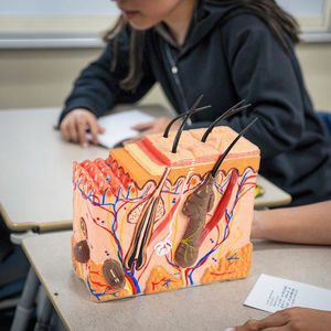 Modèle de <span class=keywords><strong>squelette</strong></span> humain pour l'enseignement de la médecine et de l'anatomie, agrandi 50 fois avec des cheveux - Product Image 5