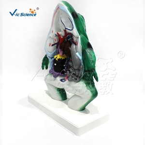 Modelos Anatómicos de Animales, Modelo de Anatomía de Rana, Modelo de Anatomía Animal - Product Image 6