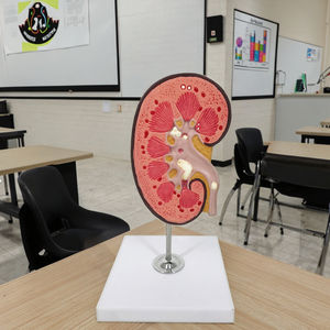 PVC anatomico pietra renale modello di anatomia per la scienza medica di educazione - Product Image 6