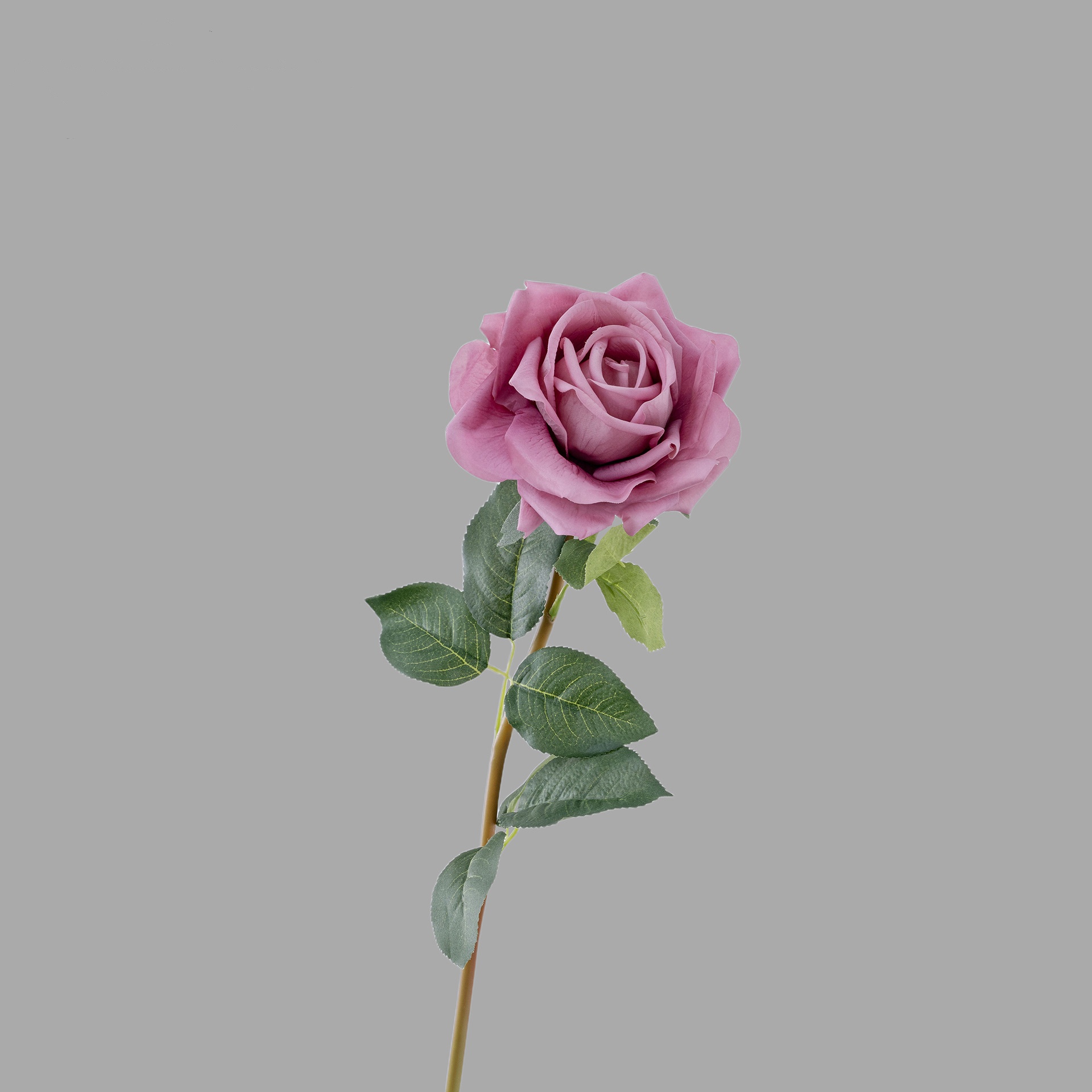 Pourpre