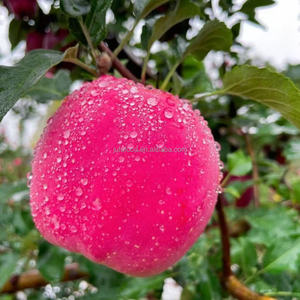 Best Price Sweet Fresh <strong>Red</strong> Fuji <strong>Custard</strong> <strong>Apples</strong> Grade 1 - Product Image 2