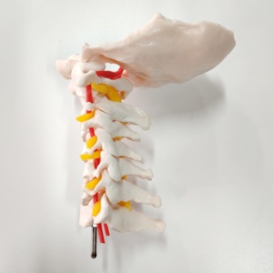 Colonne vertébrale cervicale DARHMMY avec modèle de <span class=keywords><strong>squelette</strong></span> scientifique médical de l'artère <span class=keywords><strong>du</strong></span> <span class=keywords><strong>cou</strong></span> - Product Image 5