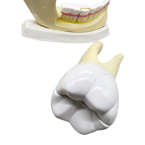 Modèle de dentition et de mastication des dents Taille : 25x5x17 cm ZM1050 - Product Image 5
