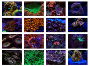 37mm 4-in-1-Premium-Korallenfotografiefilter Verbessern Sie die Farben. Reduzieren Sie die Blendung und schießen Sie atember aubende Makro aufnahmen für Smartphones - Product Image 5