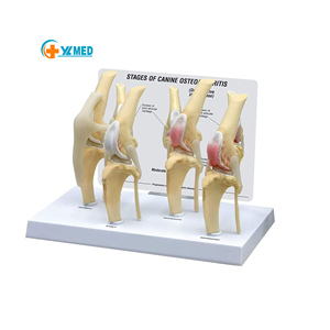 Modèle d'enseignement fonctionnel de luxe éducation en sciences médicales 4 étapes arthrite du genou anatomie chien kit de modèle d'articulation du genou - Product Image 1