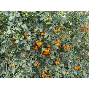 Exportation de tomates cerises succulentes fraîches Fruits frais de haute qualité - Product Image 5
