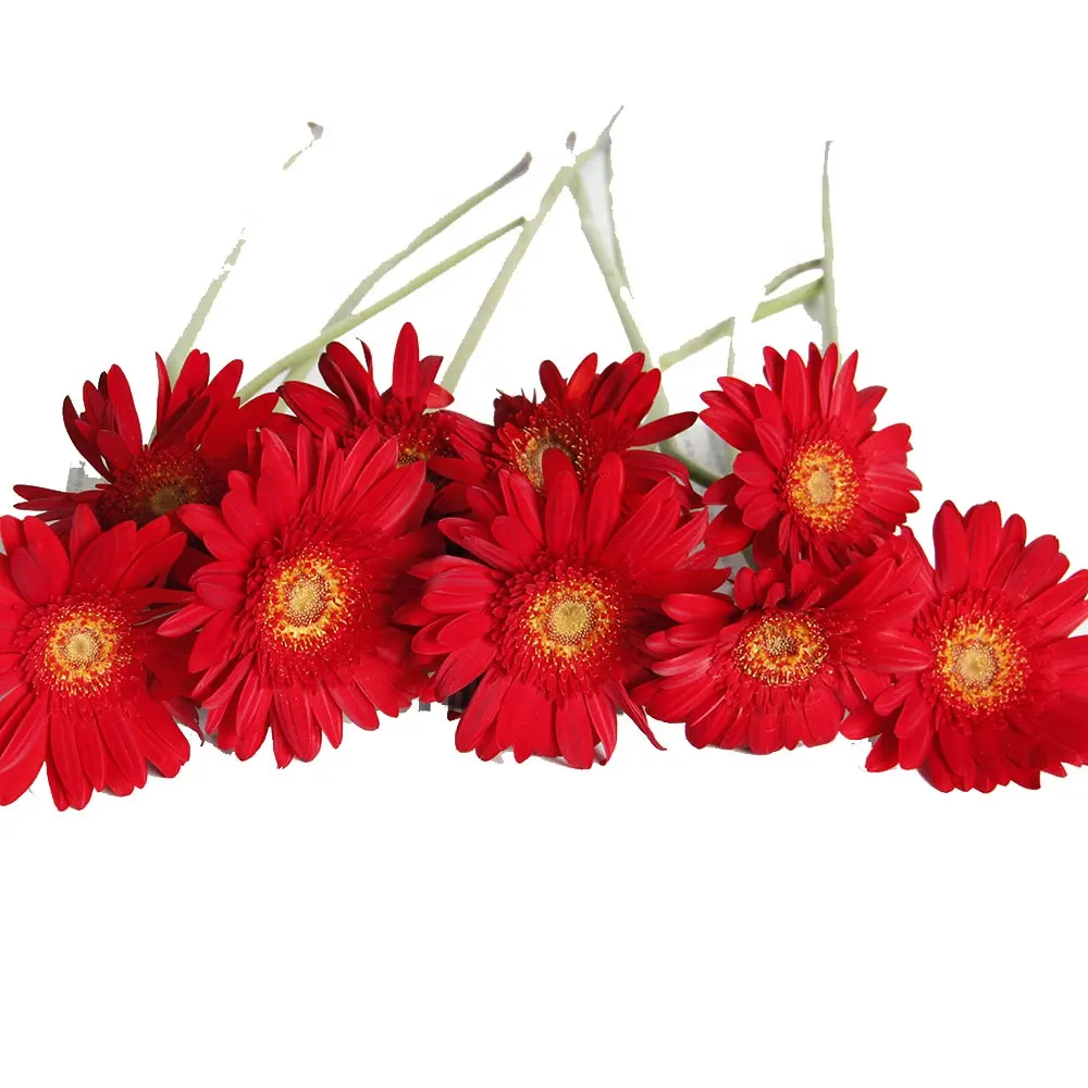 2023 50-60cm 20pcs Long Stem Frisch geschnittene Blumen Basis Gerbera Redest aus Ackerland mit wettbewerbs fähigen Preis