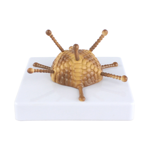 Modello di struttura Adenovirus modello di struttura dell'adenovirus di insegnamento di biologia delle scuole superiori - Product Image 4