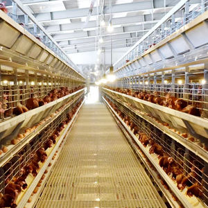 Casa avícola para 10000 pollos, equipo de cría de aves de corral, máquina para hacer alimentos para aves de corral - Product Image 6