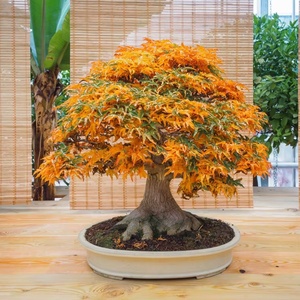 Excelente Idea de Regalo: Kit de Cultivo de Bonsái de Arce Amarillo Japonés para Oficina con Maceta y Tapete para Plantas de Interior, Kit para Niños - Product Image 2