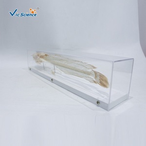 Especímen de esqueleto anatómico de bagre, espelemaquita completa de pez de agua dulce, material didáctico para la educación en biología y - Product Image 4