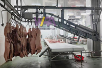 Conception d'une petite abattoirie pour porcs, équipement de ligne d'abattage pour 50 à 100 porcs