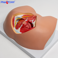 Modelo Anatómico del Perineo Femenino, Pelvis, Vulva, Triángulo Genital, Ano, Sistema Reproductivo