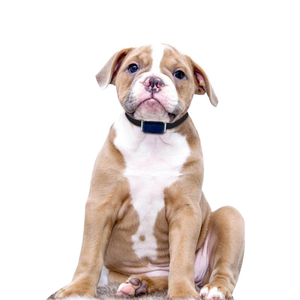 Bán Buôn Thiết Kế Mới Tùy Chỉnh Dog Theo Dõi <span class=keywords><strong>GPS</strong></span> Vật Nuôi Cổ Áo - Product Image 3