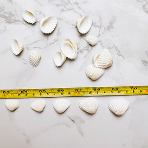 Coquillages naturels blancs de 2 à 3 cm pour cadre photo Décoration de mode pour bricolage Coquillages avec ou sans trous - Product Image 6