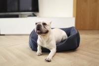 Lit de luxe pour chien, antistatique, amovible, lavable, respirant, coussin pour chat d'intérieur, facile à nettoyer, lit de repos pour animaux de compagnie