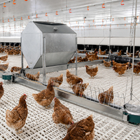 Chaîne de production clé en main personnalisée pour l'élevage de poulets de chair en cycle complet