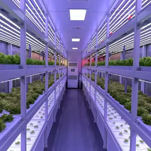 Sistemas de cultivo hidropônico Recipiente 40 HQ Hidroponia Agricultura Vertical Sistemas de cultivo hidropônico