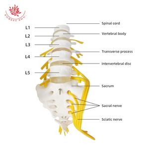 แบบจำลองเส้นประสาทเสริมเอวและศักดิ์สิทธิ์5ส่วน FRT036เส้นประสาทกระดูกโครงกระดูกมนุษย์กายวิภาค - Product Image 4
