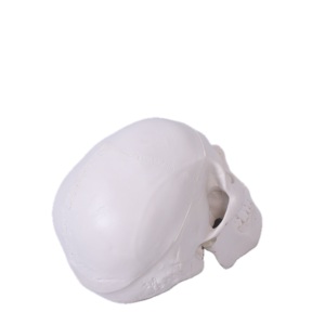 Sinh Học Giảng Dạy Đầu Người <span class=keywords><strong>M</strong></span>ô Hình Trường <span class=keywords><strong>Skeleton</strong></span> Giảng Dạy Y Tế Giải Phẫu Kích Thước Tự Nhiên 3D <span class=keywords><strong>M</strong></span>ô Hình Hộp Sọ Chất Liệu PVC Bền - Product Image 1