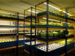 Plateau en plastique <span class=keywords><strong>pour</strong></span> plantation <span class=keywords><strong>de</strong></span> semis et germination, prix compétitif, 128 - Product Image 3