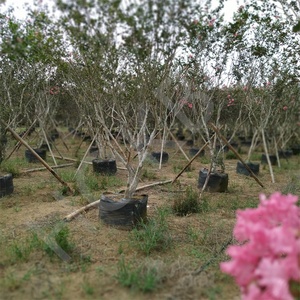 HOKBG anti-uv azienda agricola all'aperto ad alta resistenza 45 50 60 200 gallone grande PP tessuto piante nere da giardino per grape mirto - Product Image 6