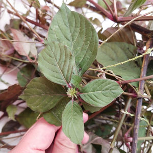 Niu xi selvagem seco Twotooth Achyranthes Raiz de erva - Product Image 3