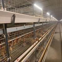 Cage à poulets de chair automatique de type H TBB Cage à piles en plastique et en acier de nouvelle condition pour ferme avicole